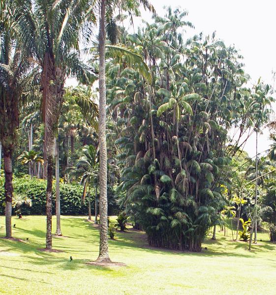 Botanic Garden 19.JPG - KONICA MINOLTA DIGITAL CAMERA